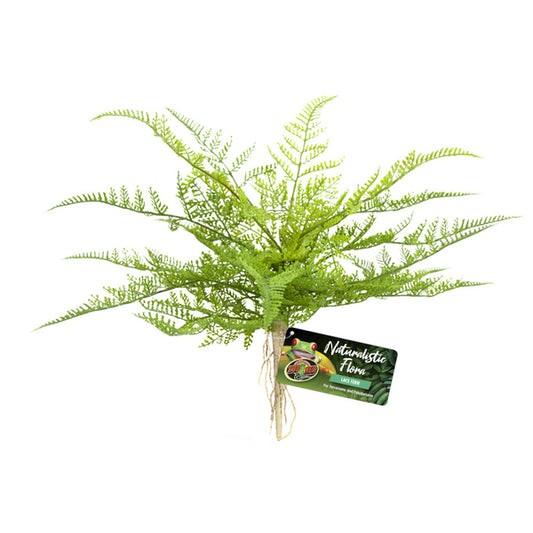 ZML PLNT LACE FERN