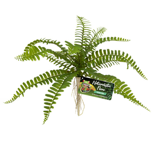 ZML PLNT SWORD FERN