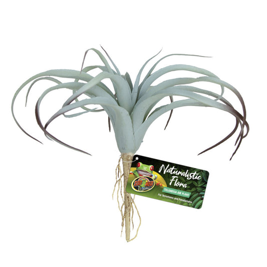 ZML PLNT TILLANDSIA AIR PLNT