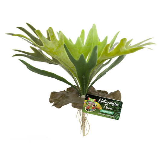 ZML PLNT STAGHORN FERN